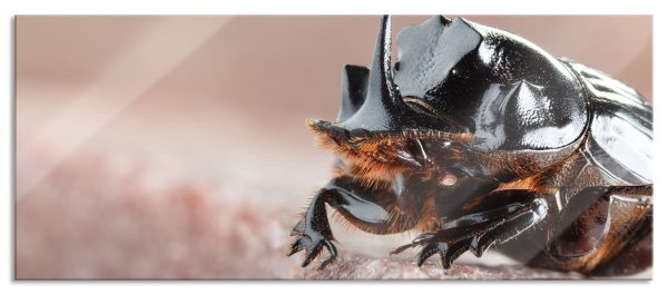 Nashornkäfer Porträt, Glasbild Panorama Rabatt