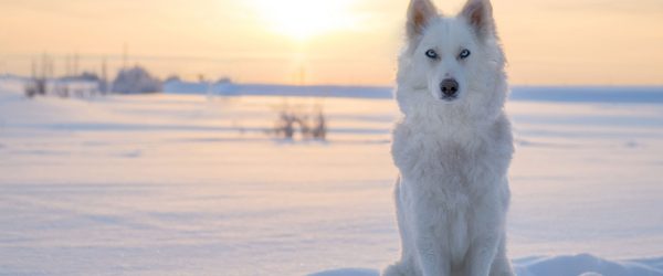 Weißer Wolf im Schnee, Glasbild Panorama Online-Verkauf – Bild 5