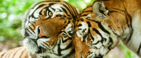 Zwei liebkosende Tiger, Glasbild Panorama Angebot – Bild 5