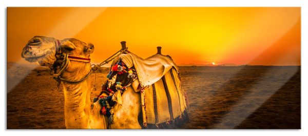 Kamel in Ägypten, Glasbild Panorama Online-Schn?ppchen